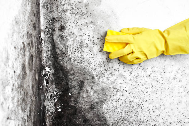 Professional Mold Remediation in Mount Sinai, NY