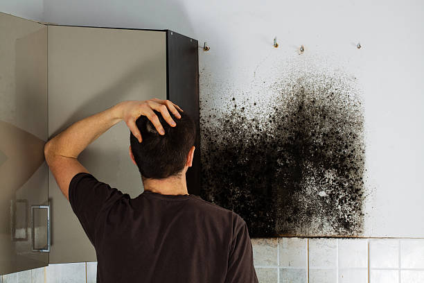 Best White Mold Remediation in Mount Sinai, NY
